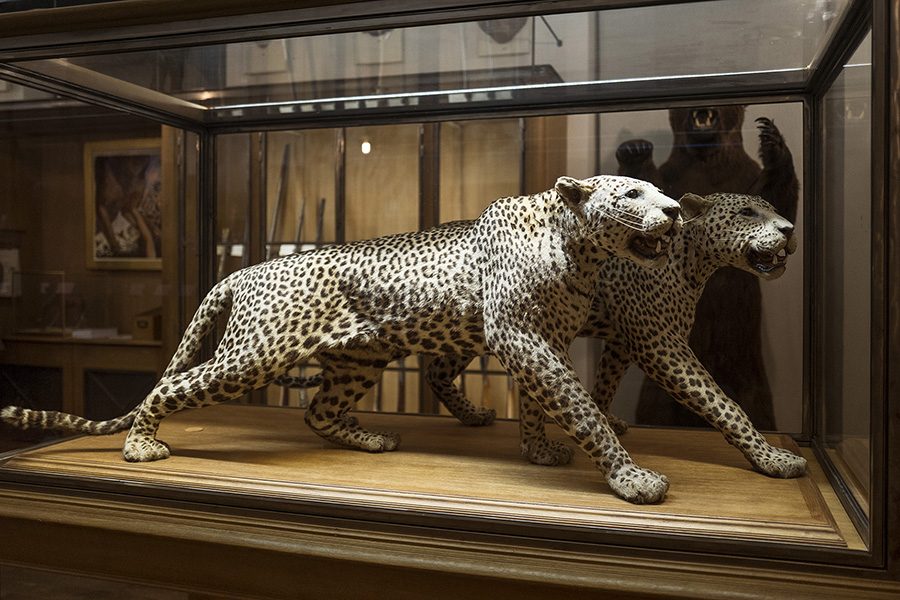musee-de-la-chasse-10