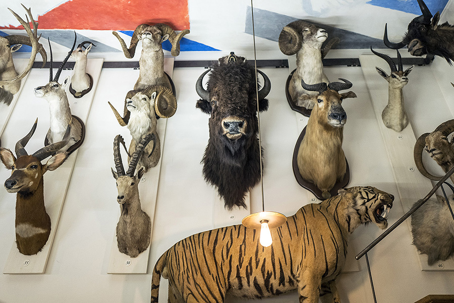 musee-de-la-chasse-8